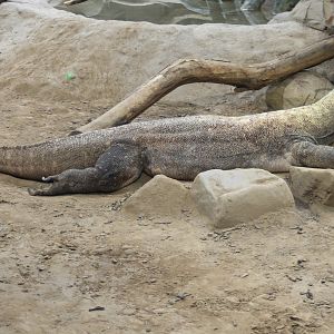 Komodo dragon
