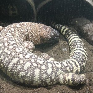 Mexican beaded lizards