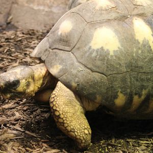 Radiated tortoise