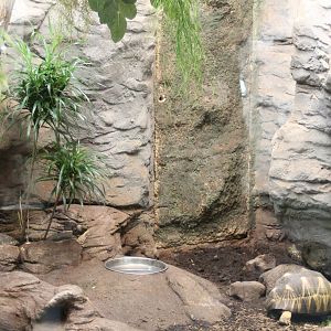Madagascar reptile enclosure