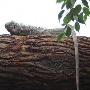Green iguana