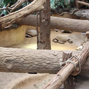 African spurred tortoise-enclosure