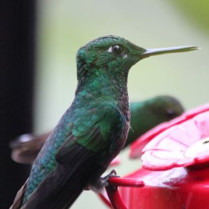 Green Crowned Brilliant Hummingbird - Mar 2019