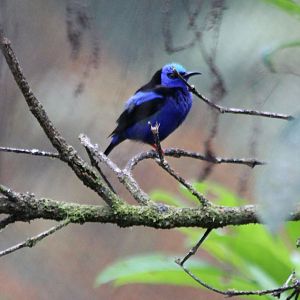 Red-legged Honeycreeper - Mar 2019