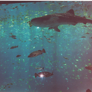 Whale sharks at Georgia Aquarium, 2005