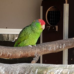 Green-cheeked amazon