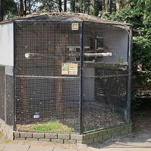 Green-cheeked amazon aviary