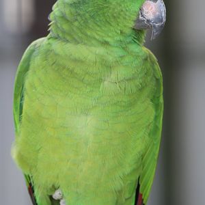 Yellow-crowned amazon subspecies