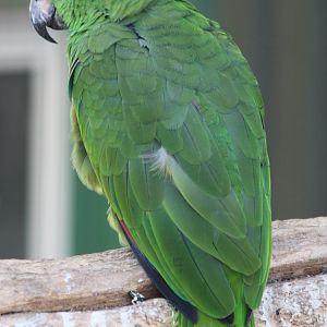 Yellow-crowned amazon subspecies