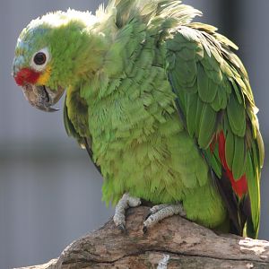 Red-lored amazon