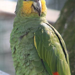 Ornage-winged amazon