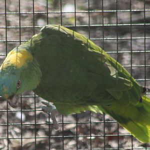 Yellow-naped amazon