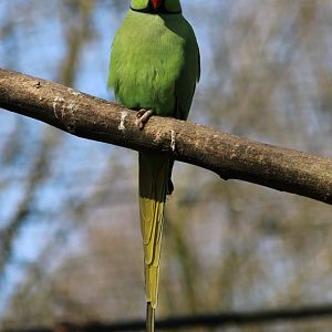 Rose-ringed parakeet