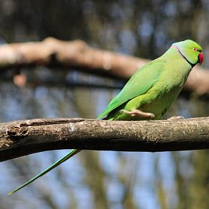 Rose-ringed parakeet