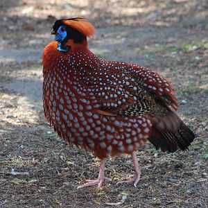 Temminck tragopan - male