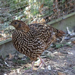 Temminck tragopan - female