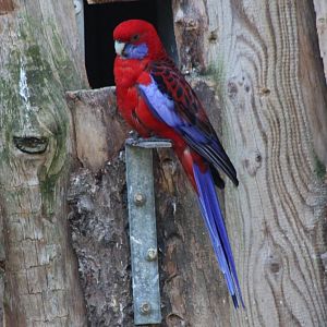 Crimson rosella