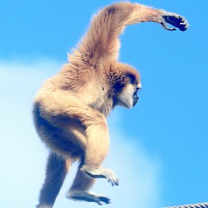 Lar gibbon; Lisbon; 6th April 2019