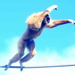 Lar gibbon; Lisbon; 6th April 2019