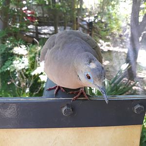 White-winged dove
