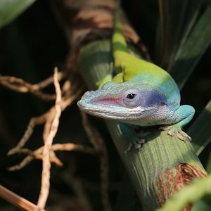 Allison's Anole