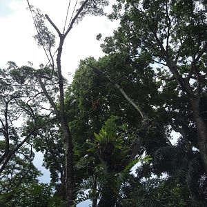 Orangutan in treetop enclosure