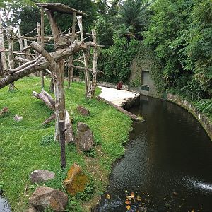 Bornean Orangutan Exhibit