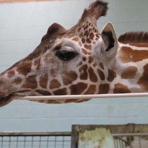 Giraffe face close-up