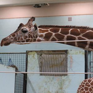 Giraffe with its head on a cable