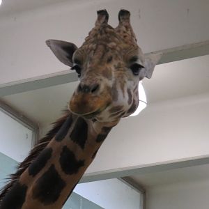 Giraffe close-up