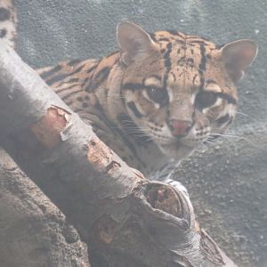 Ocelot