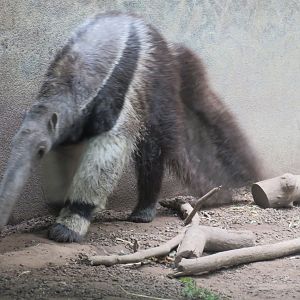 Giant anteater