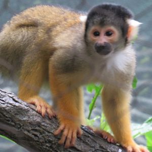 Black-capped squirrel monkey