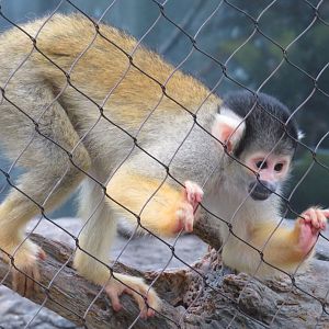 Black-capped squirrel monkey
