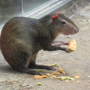 Brazilian agouti eating fruit