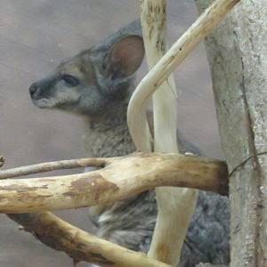 Tammar wallaby