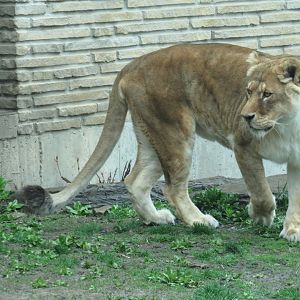 African lion