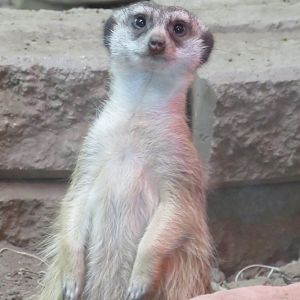 Meerkat