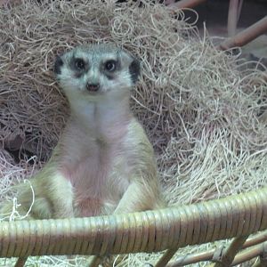 Meerkat in a basket