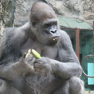Western lowland gorilla