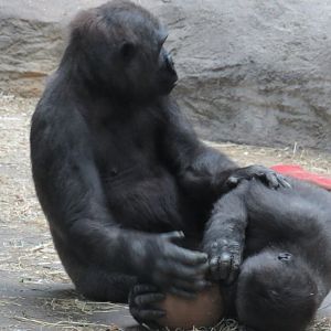 Two young gorillas play-fighting over a ball