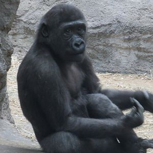 Young western lowland gorilla