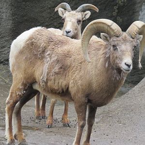 Rocky Mountain bighorn sheep