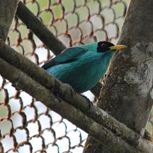 Green Honeycreeper - Mar 2019