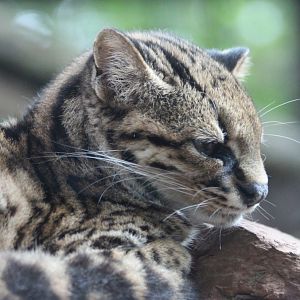 Costa Rican Oncilla - Mar 2019