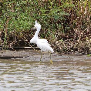 Snowy Egret - Mar 2019