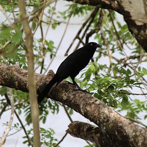 Great-tailed Grackle - Mar 2019