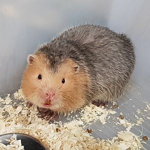 Large bamboo rat - Rhyzomys sumatrensis