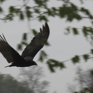 turkey vulture