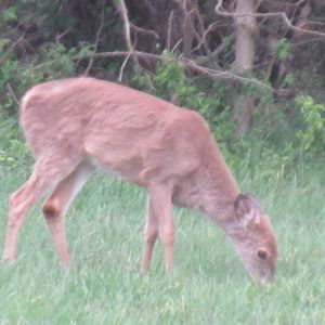 white tailed deer